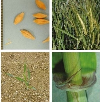 Barley at four growth stages